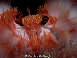 Hermodice carunculata
Queen Fire Worm by Cumhur Gedikoglu 